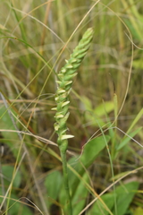 Spiranthes incurva