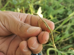 Pseudosermyle tridens