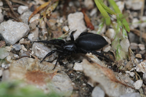 Zelotes aeneus