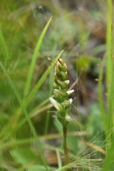 Spiranthes incurva