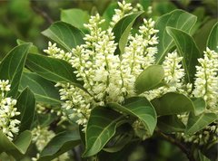 Itea chinensis