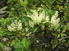 Itea chinensis