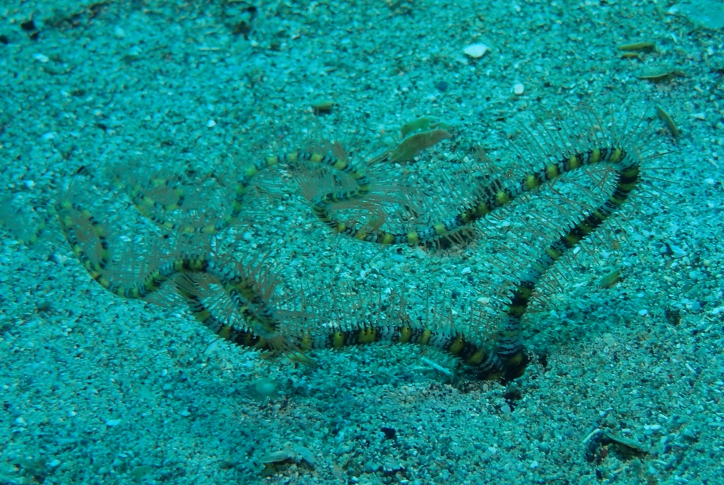 Ophiopsila polyacantha (Ophiopsila polyacantha)