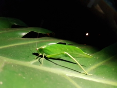 Stilpnochlora quadrata