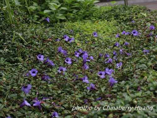 Torenia concolor
