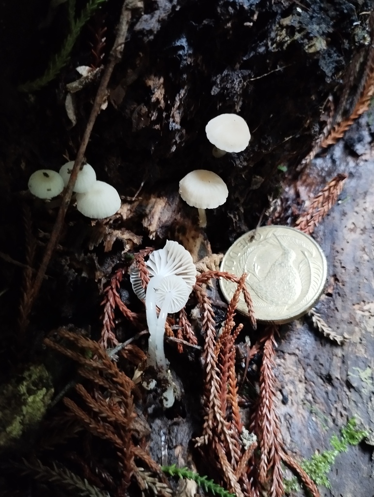 Roridomyces austrororidus · May 2025 · photo: © geoffr (iNaturalist, cc0)