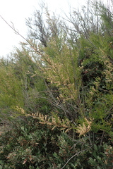 Tamarix africana