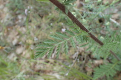 Tanacetum corymbosum