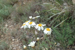 Tanacetum corymbosum