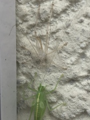 Meconema meridionale