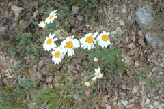 Tanacetum corymbosum