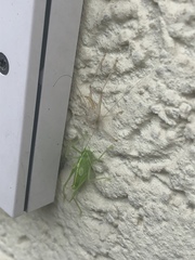 Meconema meridionale