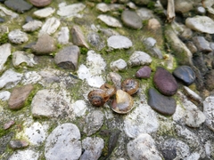 Hygromia cinctella