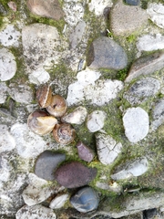 Hygromia cinctella