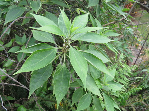 Neraudia angulata observed 2016-12-10
