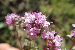 Thymus longicaulis