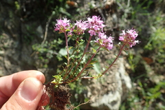 Thymus longicaulis