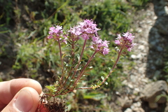 Thymus longicaulis