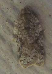 Acleris pulverosana