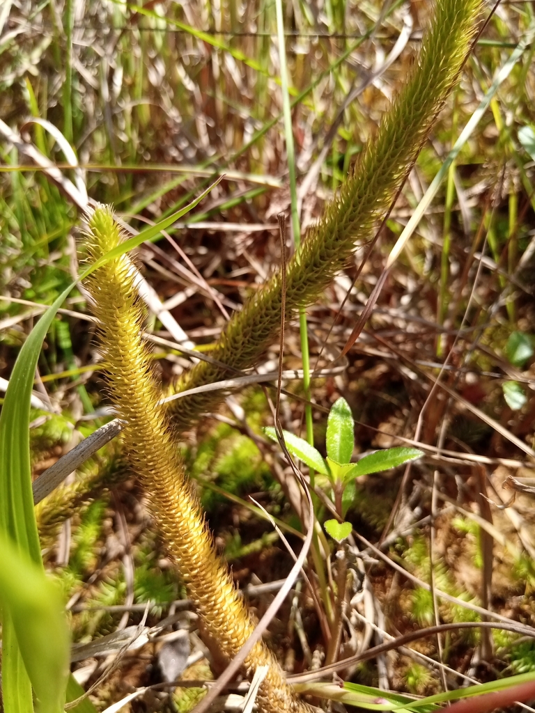 Lycopodiella longipes