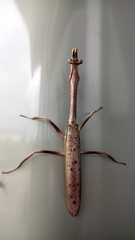 Pseudovates brasiliensis