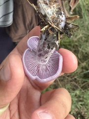 Wood blewit (Lepista nuda)
