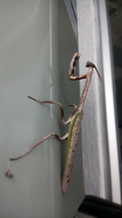 Pseudovates brasiliensis