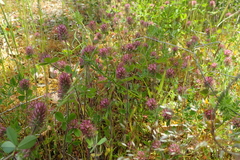 Trifolium ligusticum