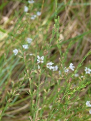 Lythrum lineare