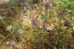 Trifolium ligusticum
