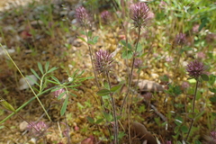 Trifolium ligusticum