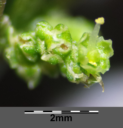Many-seeded Goosefoot