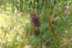 Trifolium ligusticum