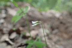 Vicia pubescens