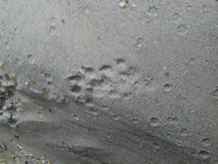 Lontra longicaudis