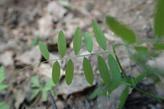 Vicia pubescens
