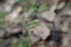 Vicia pubescens