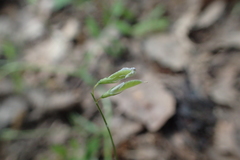 Vicia pubescens
