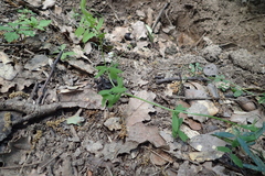 Vicia pubescens