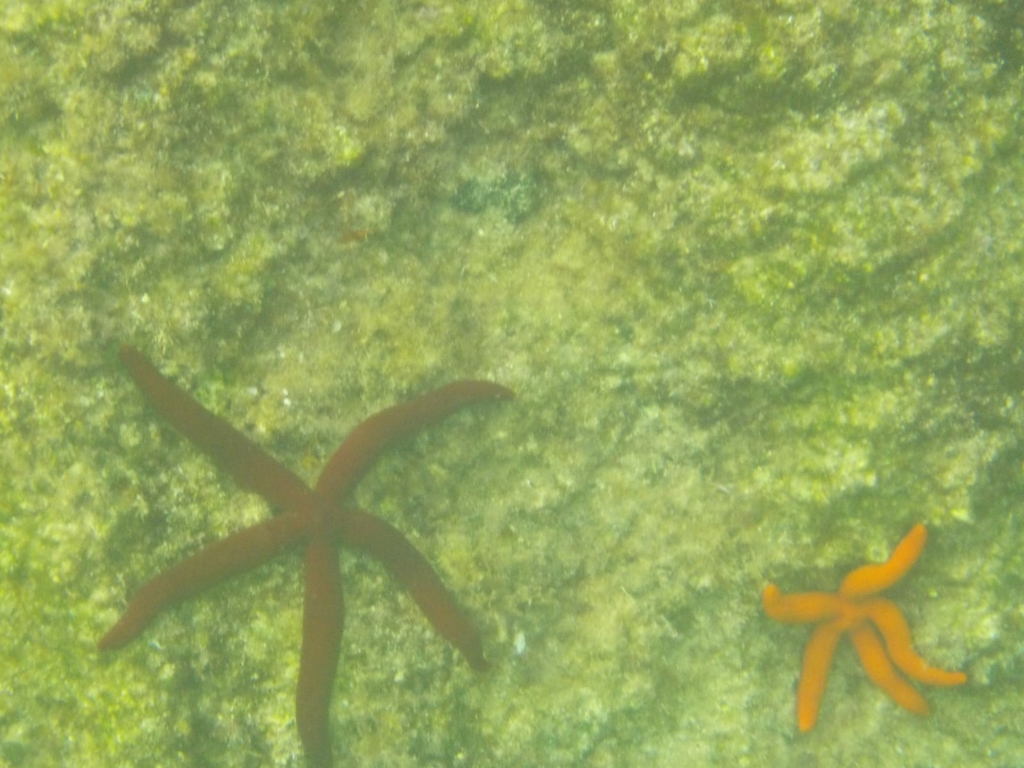 Purple Sea Star