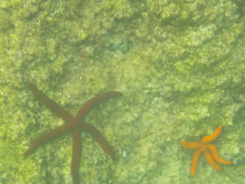Purple Sea Star