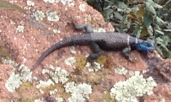 Sceloporus mucronatus