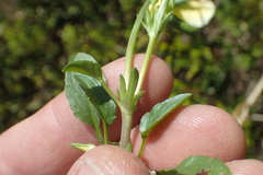 Viola calcarata