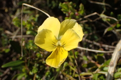 Viola calcarata