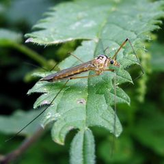 Nephrotoma cornicina
