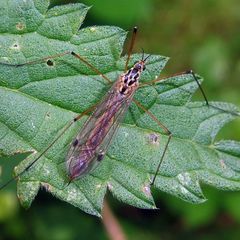 Nephrotoma cornicina