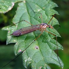 Nephrotoma cornicina