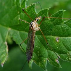 Nephrotoma cornicina