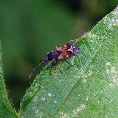 Scolopostethus thomsoni