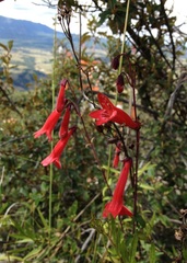 Penstemon